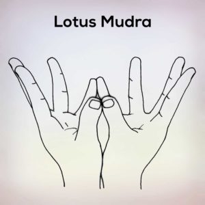 Lotus Mudra