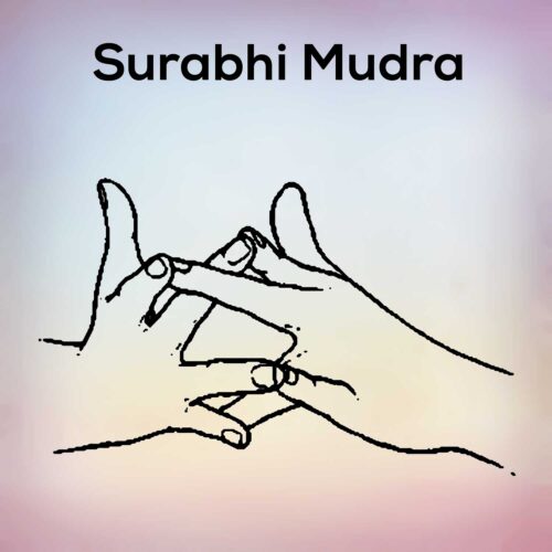 Surabhi mudra