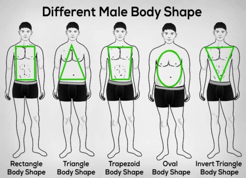 Different male body types illustrated, showcasing variations in physique and structure.