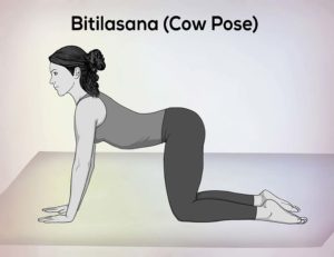 Bitilasana Cow Pose